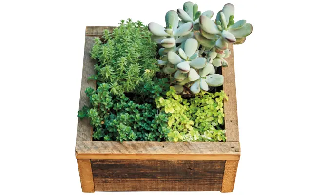 セダムの寄せ植えを木箱に