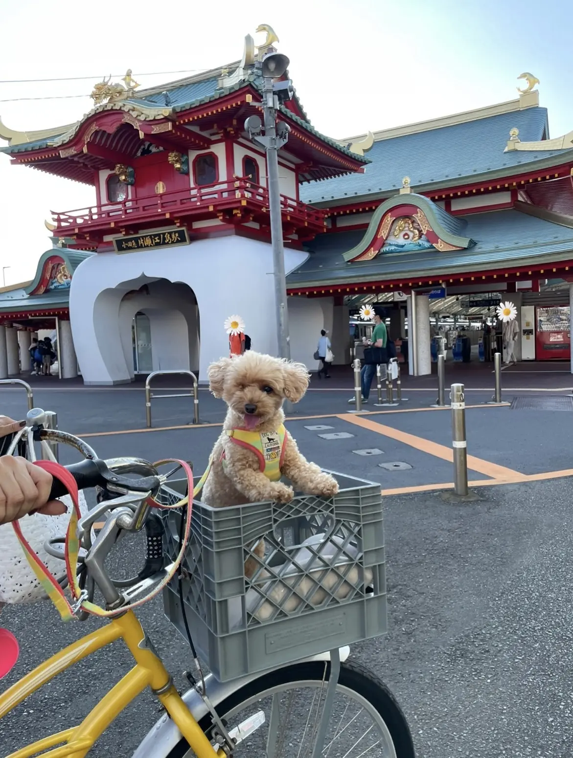 ホワイトショーパンコーデで愛犬とお散歩の画像_7