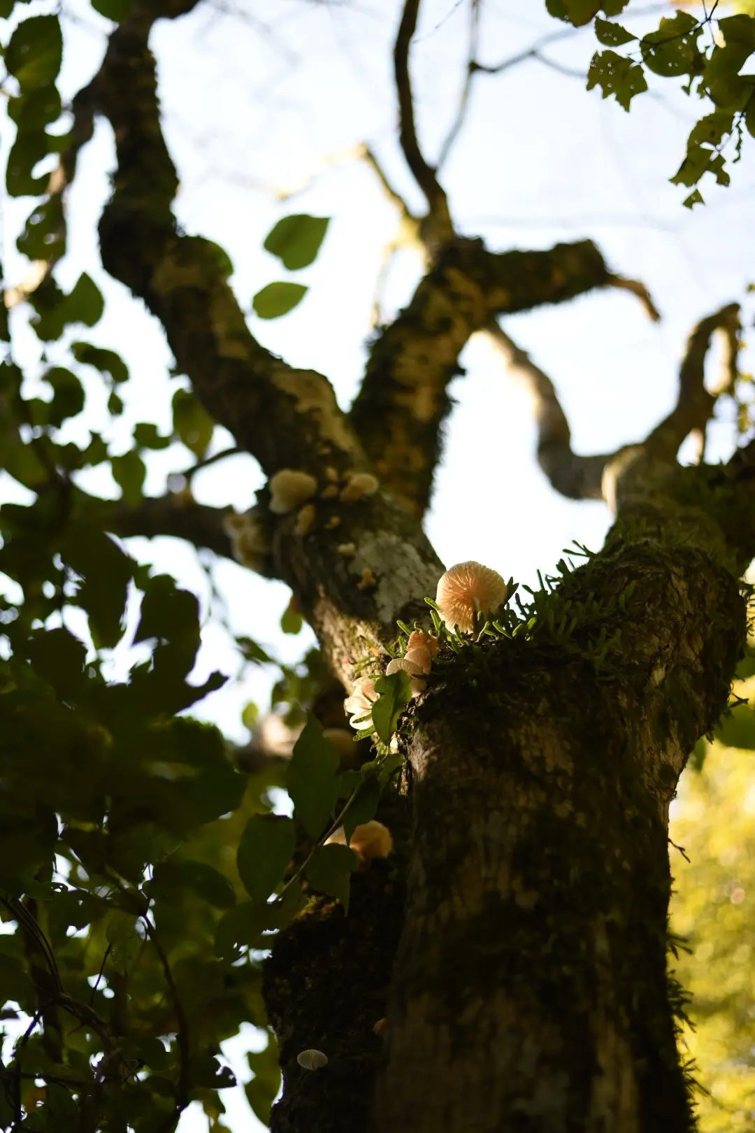 ニットポンチョで紅葉前の箱根への画像_6