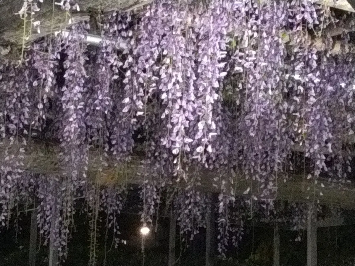 亀戸天神社　藤まつり