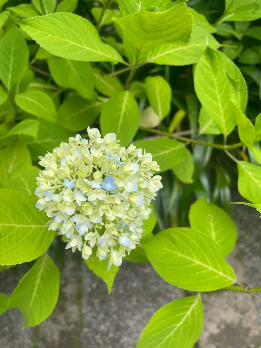 明月院　先始めの紫陽花