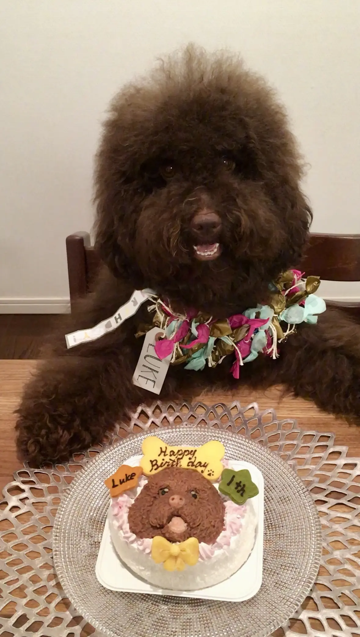 エクラ 華組　根村麻里さんの愛犬