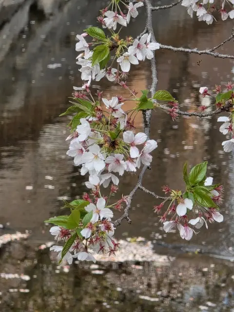地元でお花見の画像_2