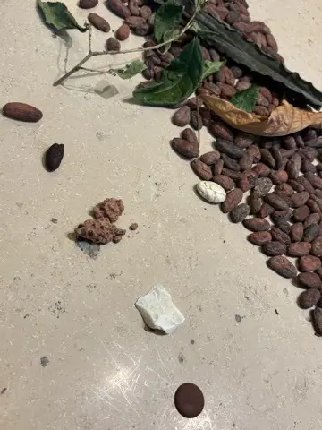 チョコレートだけじゃない！奥深いカカオのの画像_7