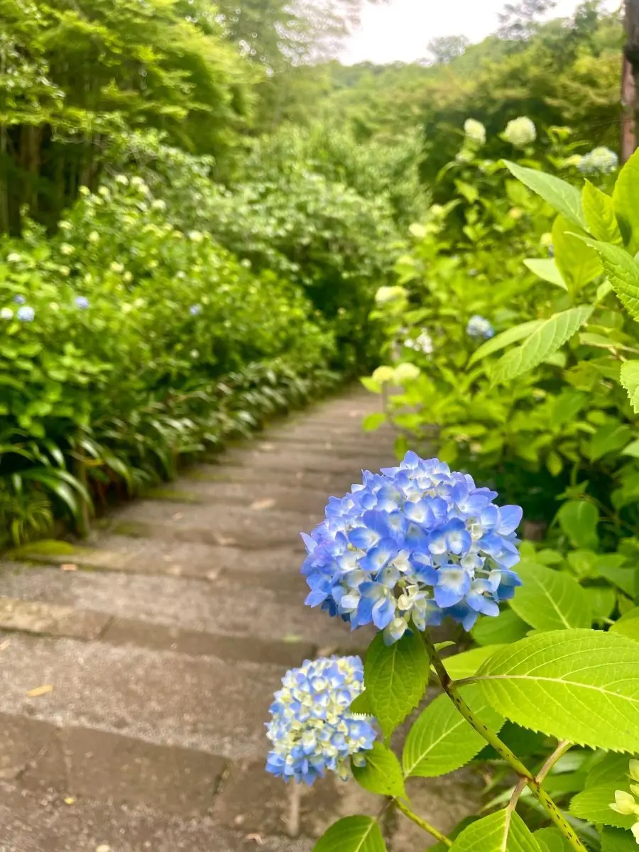 明月院　咲き始めの紫陽花
