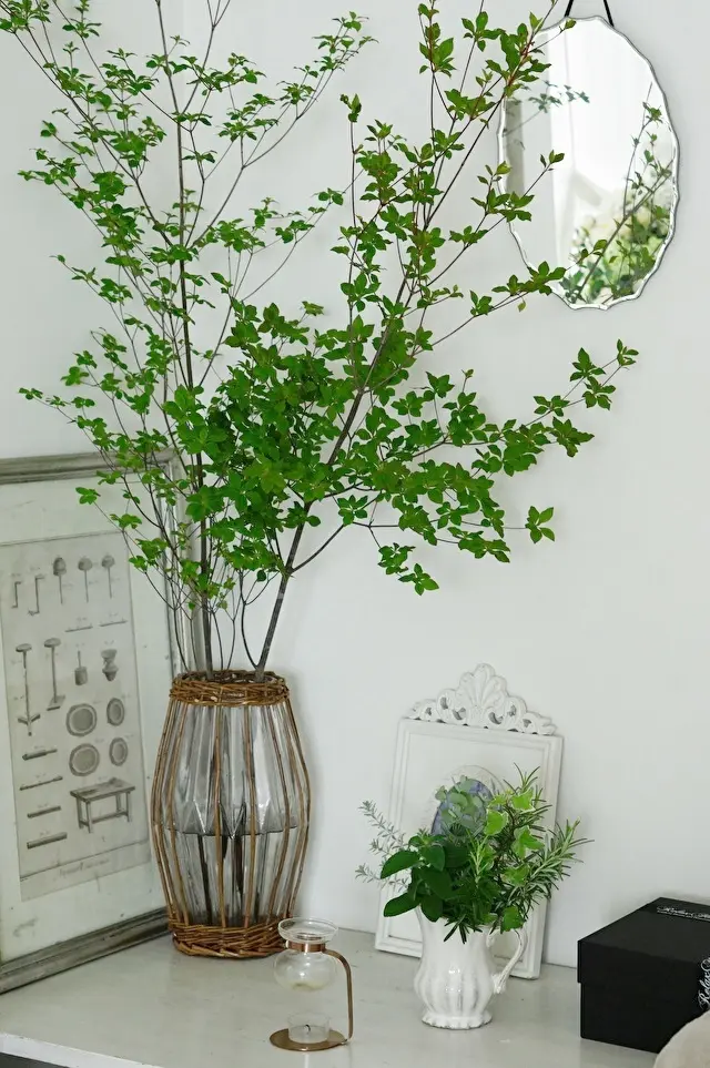 ドウダンツツジ