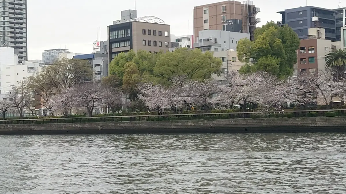 桜