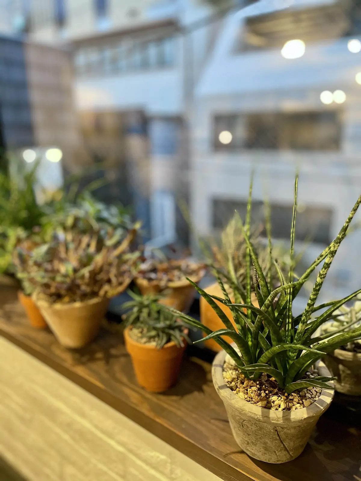 表参道「S HAIR SALON」店内写真　観葉植物