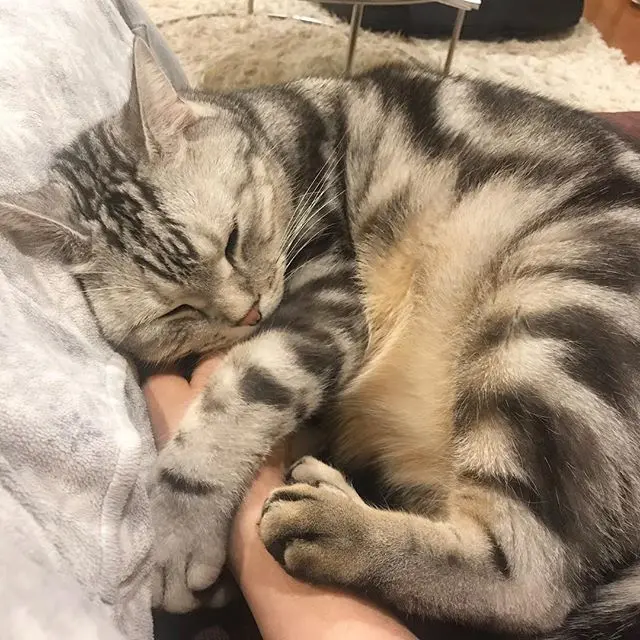 猫の恩返しの画像_1