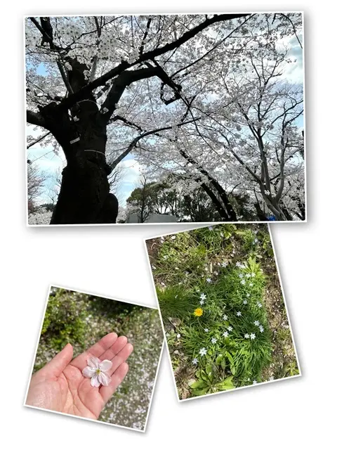 英国大使館前の桜