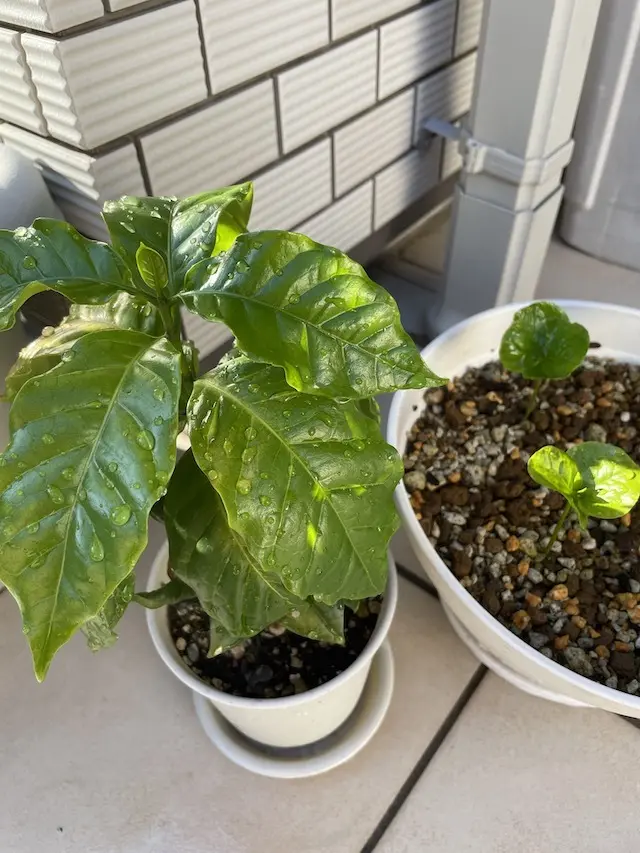 コーヒーの苗木たち