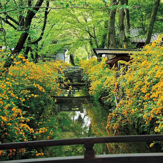 山吹（松尾大社）