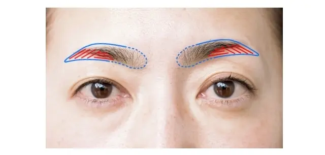 【宮原さんの眉設計図】