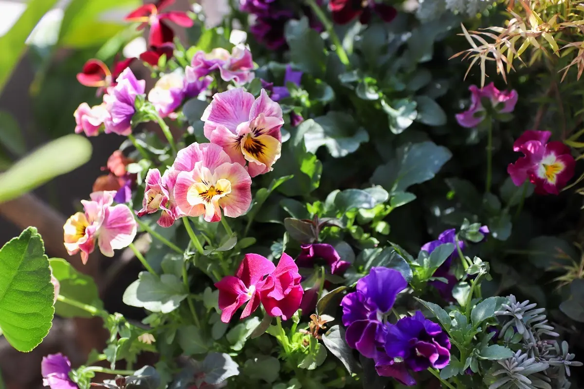 春の訪れ、パンビオの季節が到来の画像_2