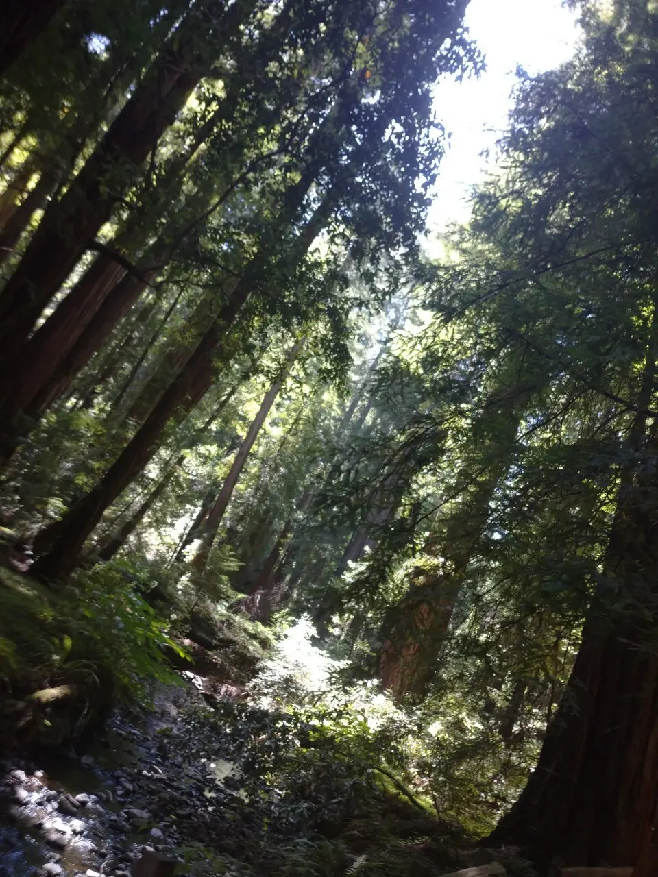 真夏の贅沢森林浴♡ミュアウッズ国定公園　の画像_11