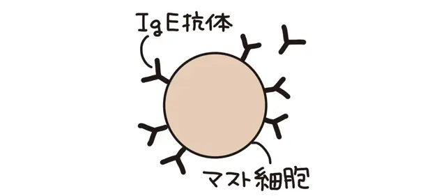 3.マスト細胞に IgE抗体が結合