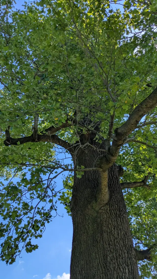 新宿御苑　千駄ヶ谷門　木漏れ日　芝生広場　プラタナス並木　ユリノキ