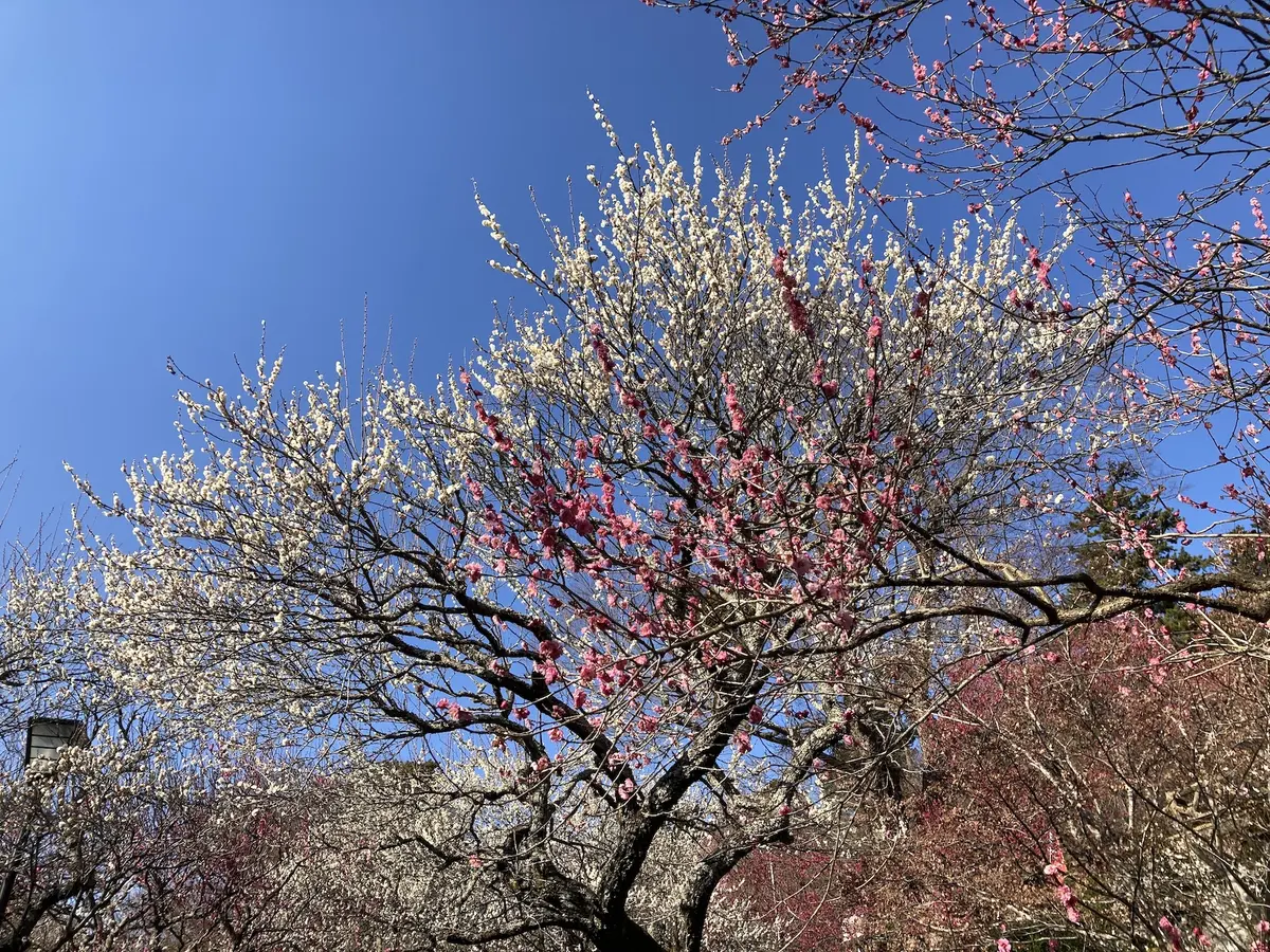 熱海梅園