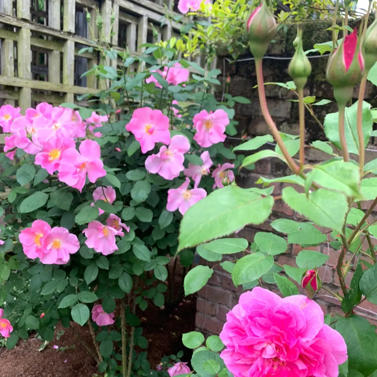 ぎふワールド・ローズガーデンの画像_4