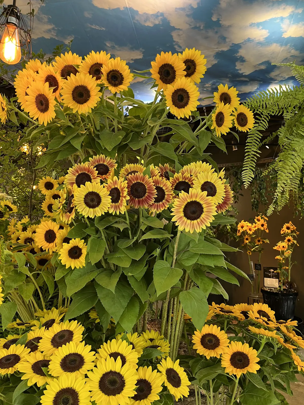 青山でヒマワリを楽しむの画像_12