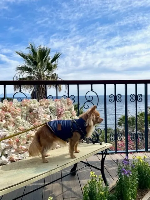 愛犬と春の伊豆へ♡の画像_4