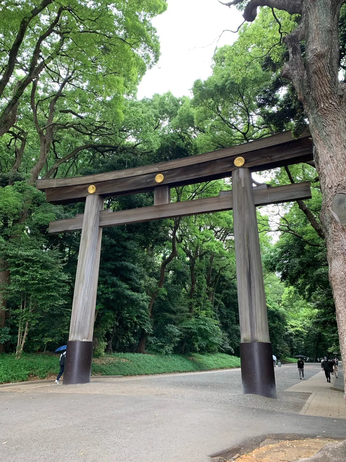 明治神宮の森へ