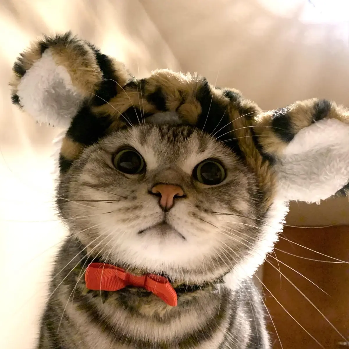 寅年のコスプレ