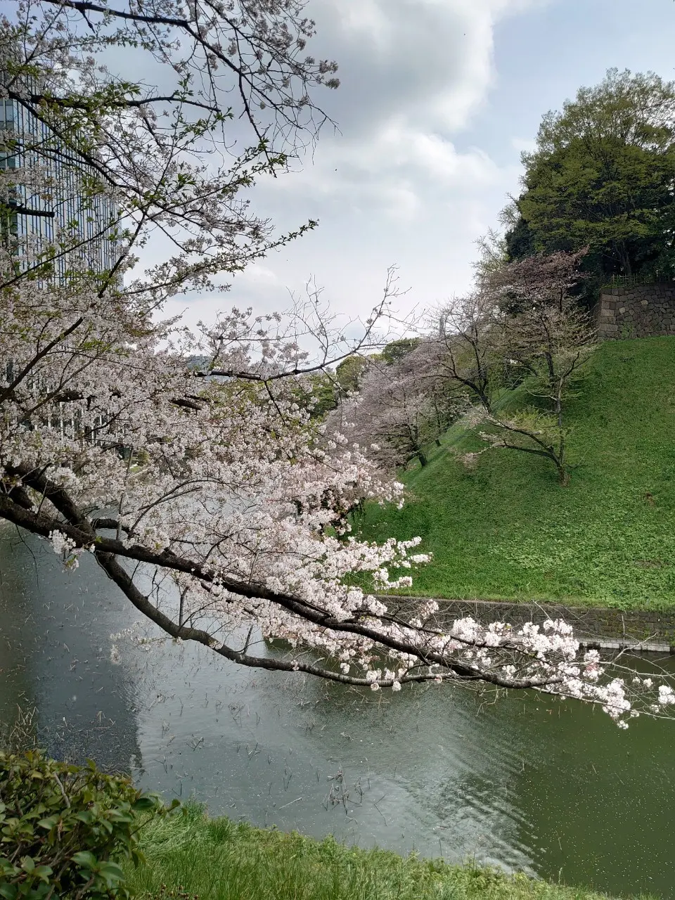 美味しい食事と散りゆく桜と　〜VMGカフの画像_16