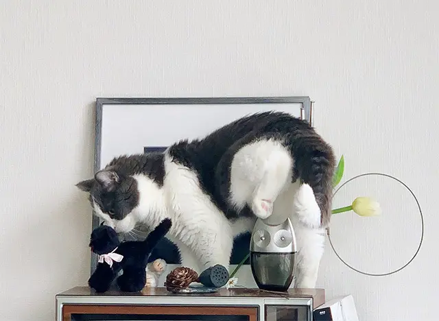 8歳・♂ スコティッシュ フォールド