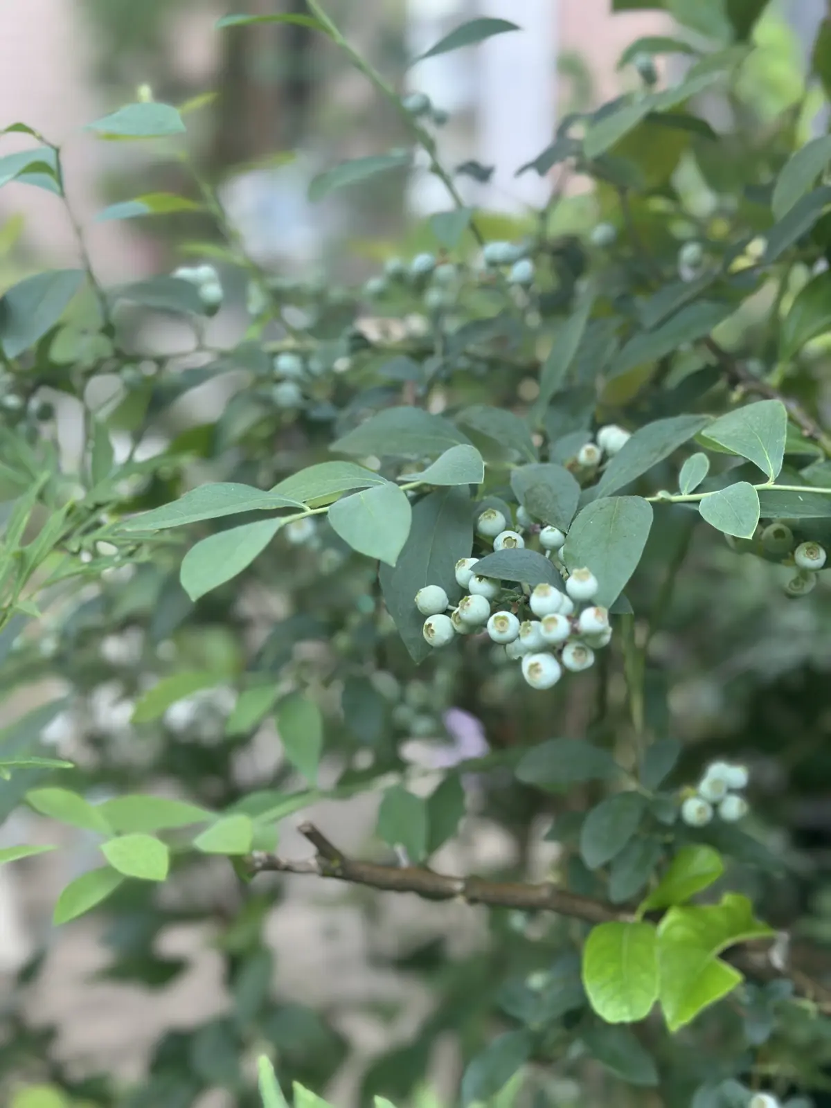 我が家のルーツポーチガーデンの画像_5