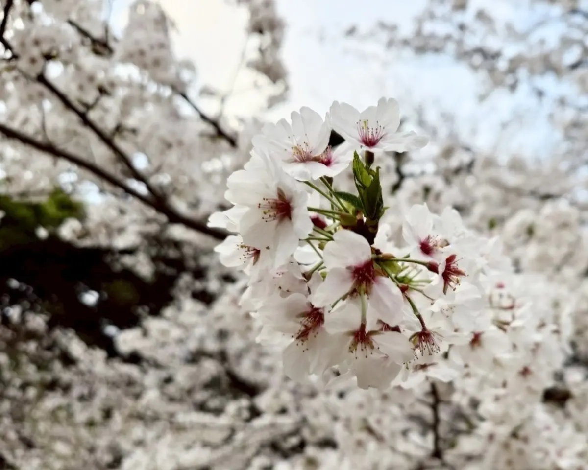東京都庭園美術館