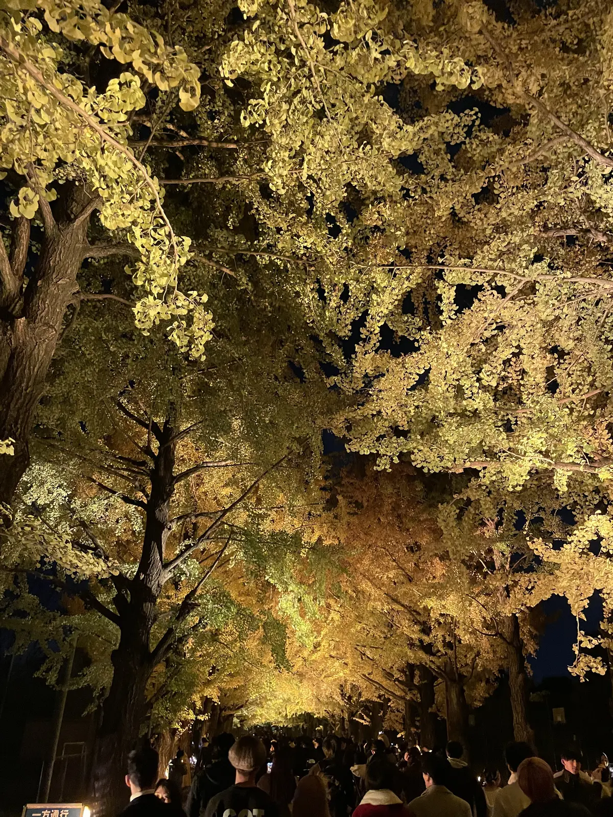 国営昭和記念公園