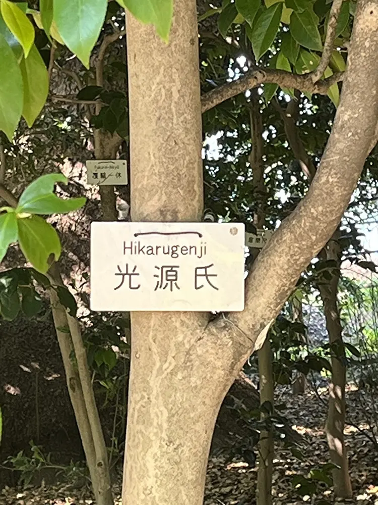 新緑の小石川植物園への画像_15