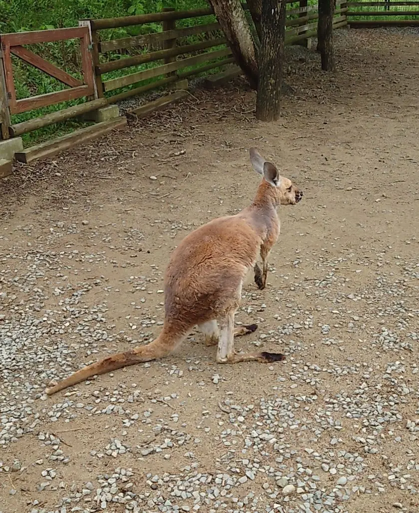 カンガルー