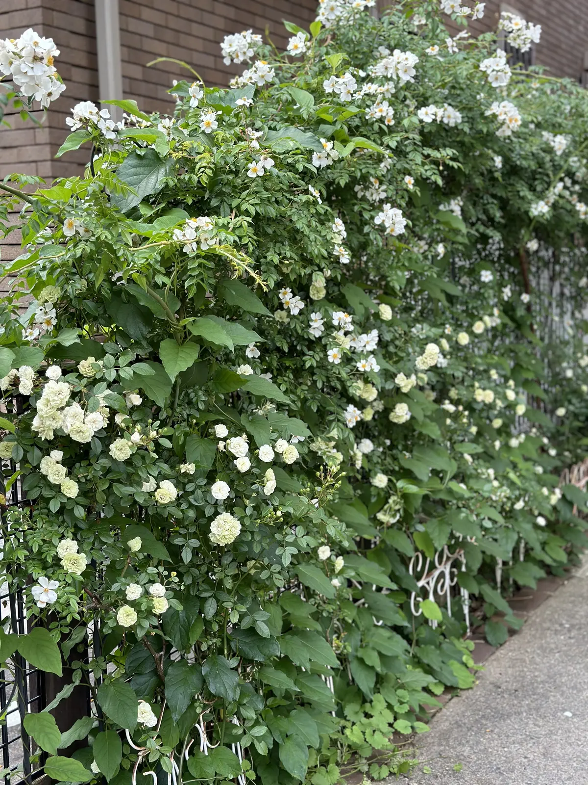 春から初夏へ・・・の画像_9