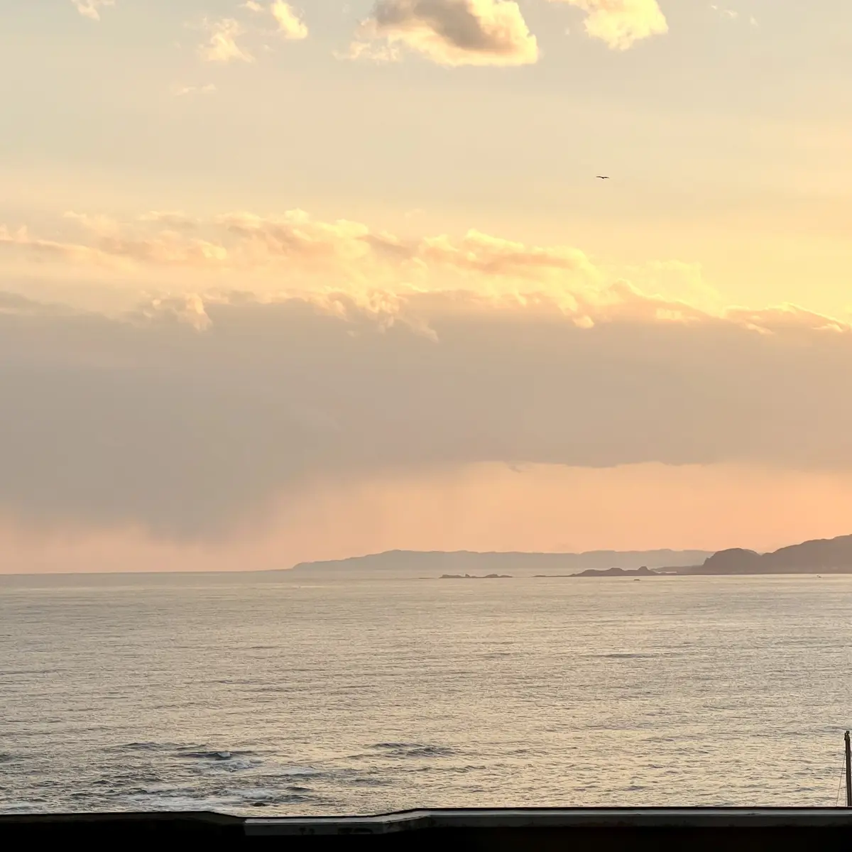 春のお出かけ♪南房総へ花摘みに行ったら最の画像_20