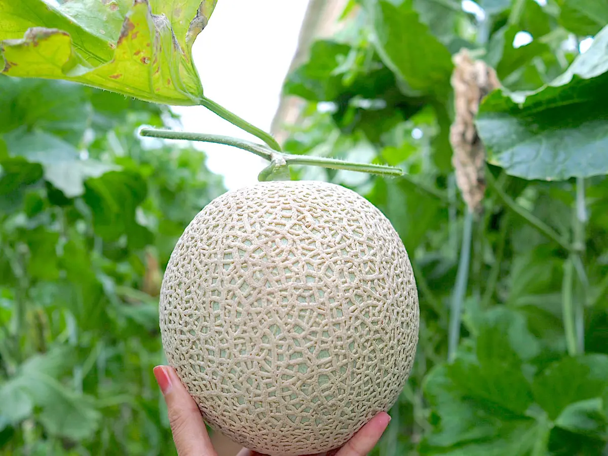 50代のキャップコーディネート始めましたの画像_7