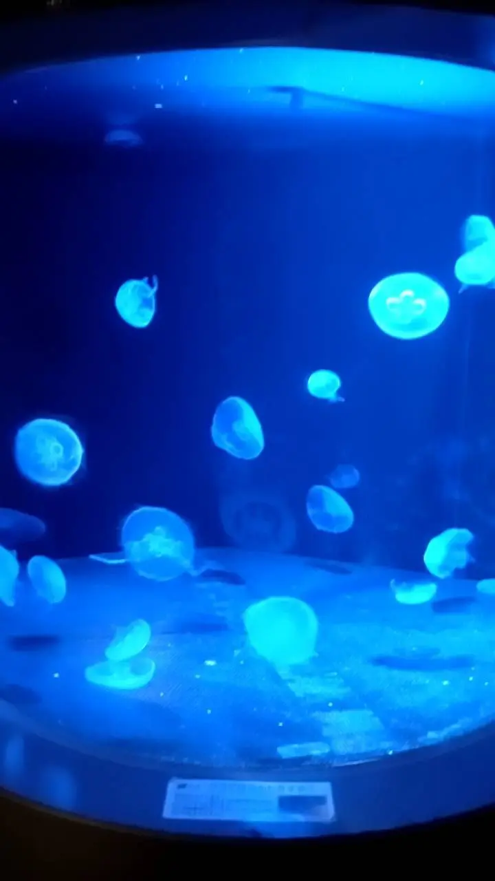 男鹿水族館GAOのクラゲ