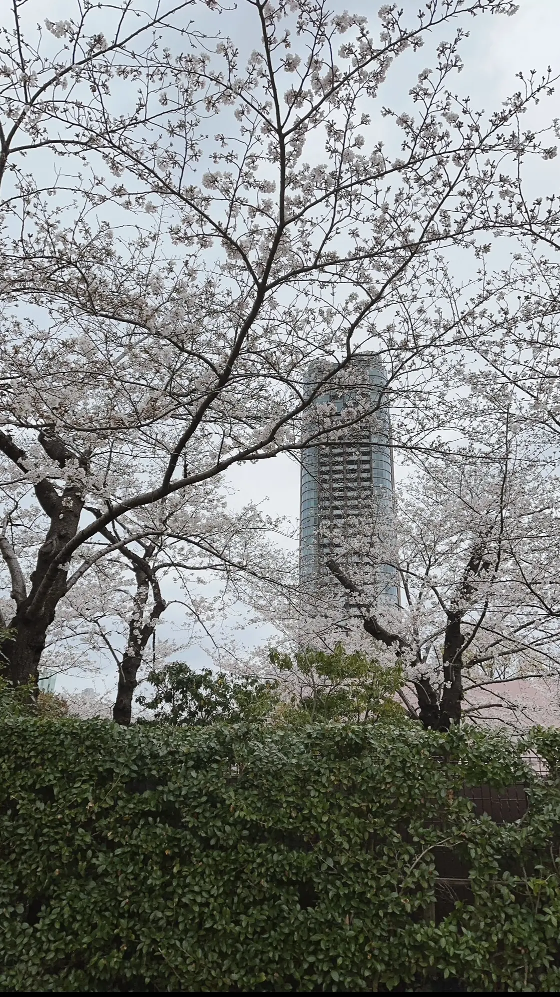 六本木ミッドタウンの桜