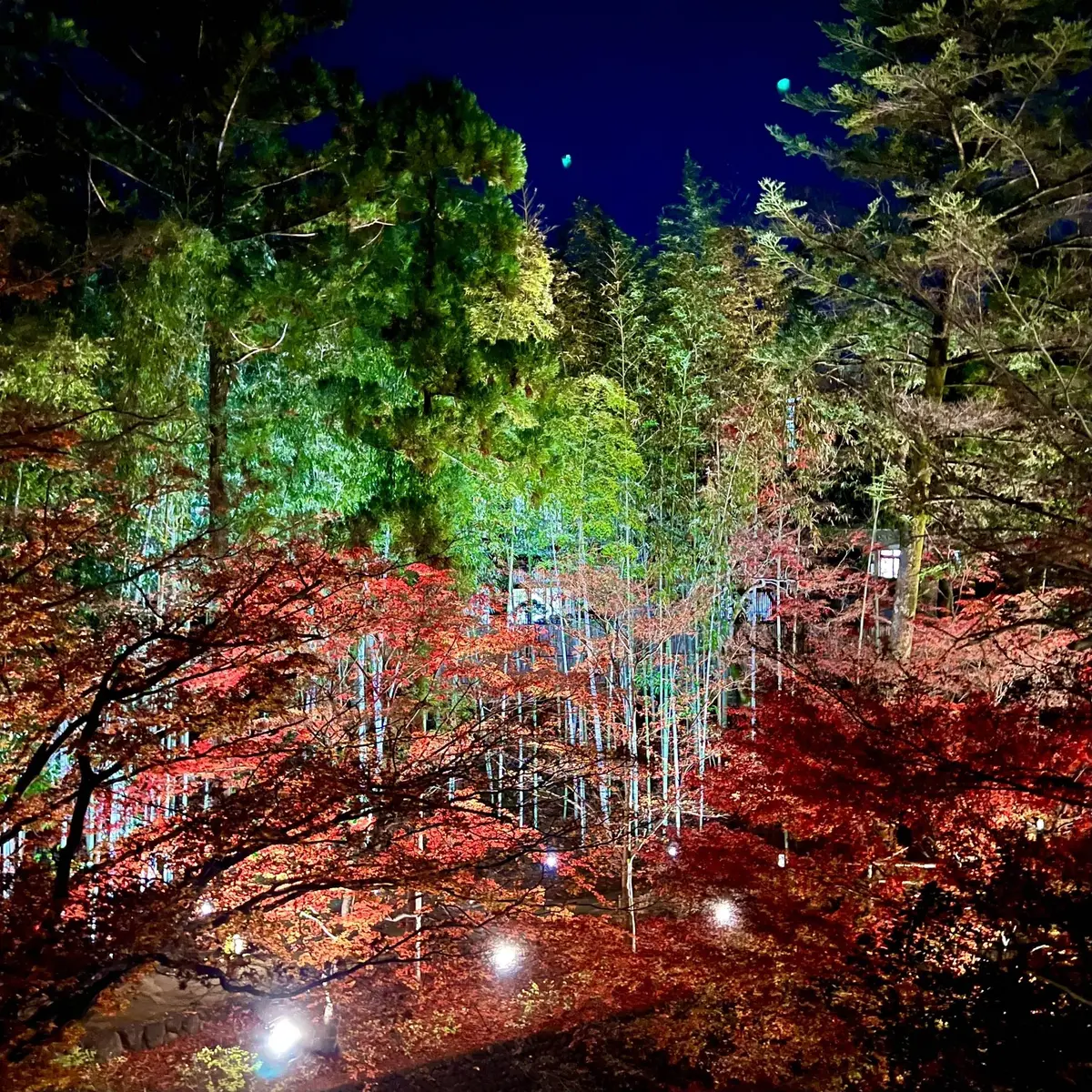 北野天満宮「もみじ苑」