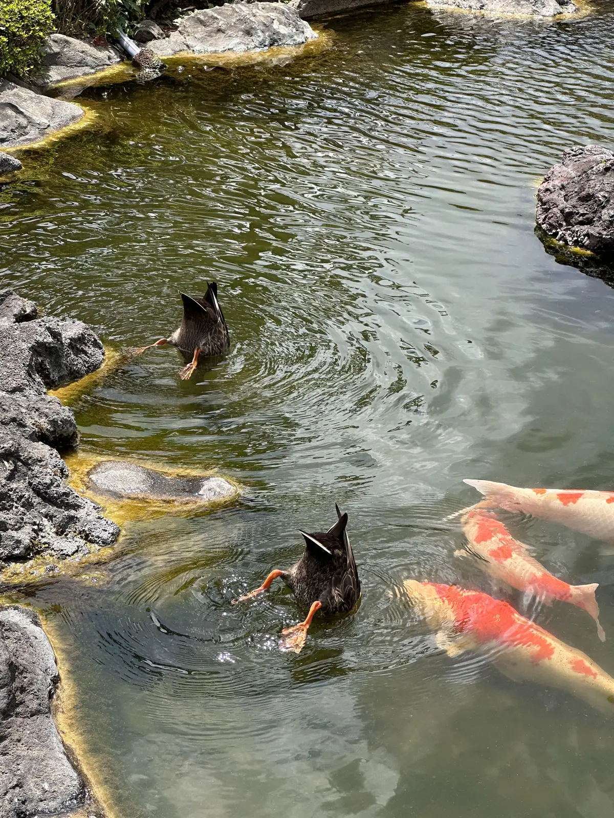 娘の成人式の前撮りは、ホテルプランでの画像_7