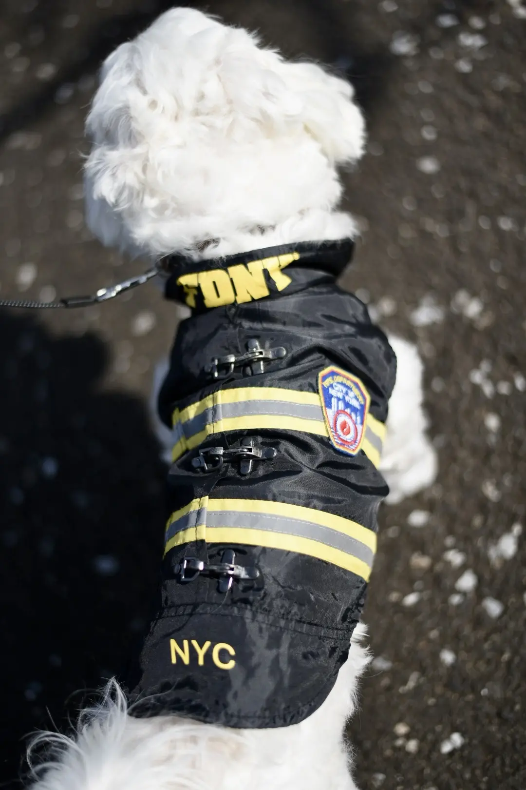 新しい家族を迎えました♪の画像_3