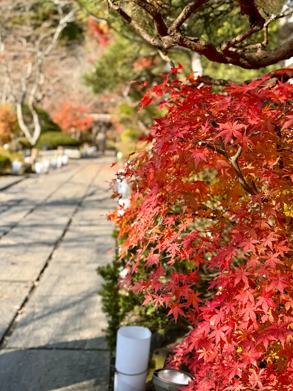 宮城県松島　円通院　伊達政宗　伊達光宗　境内　紅葉
