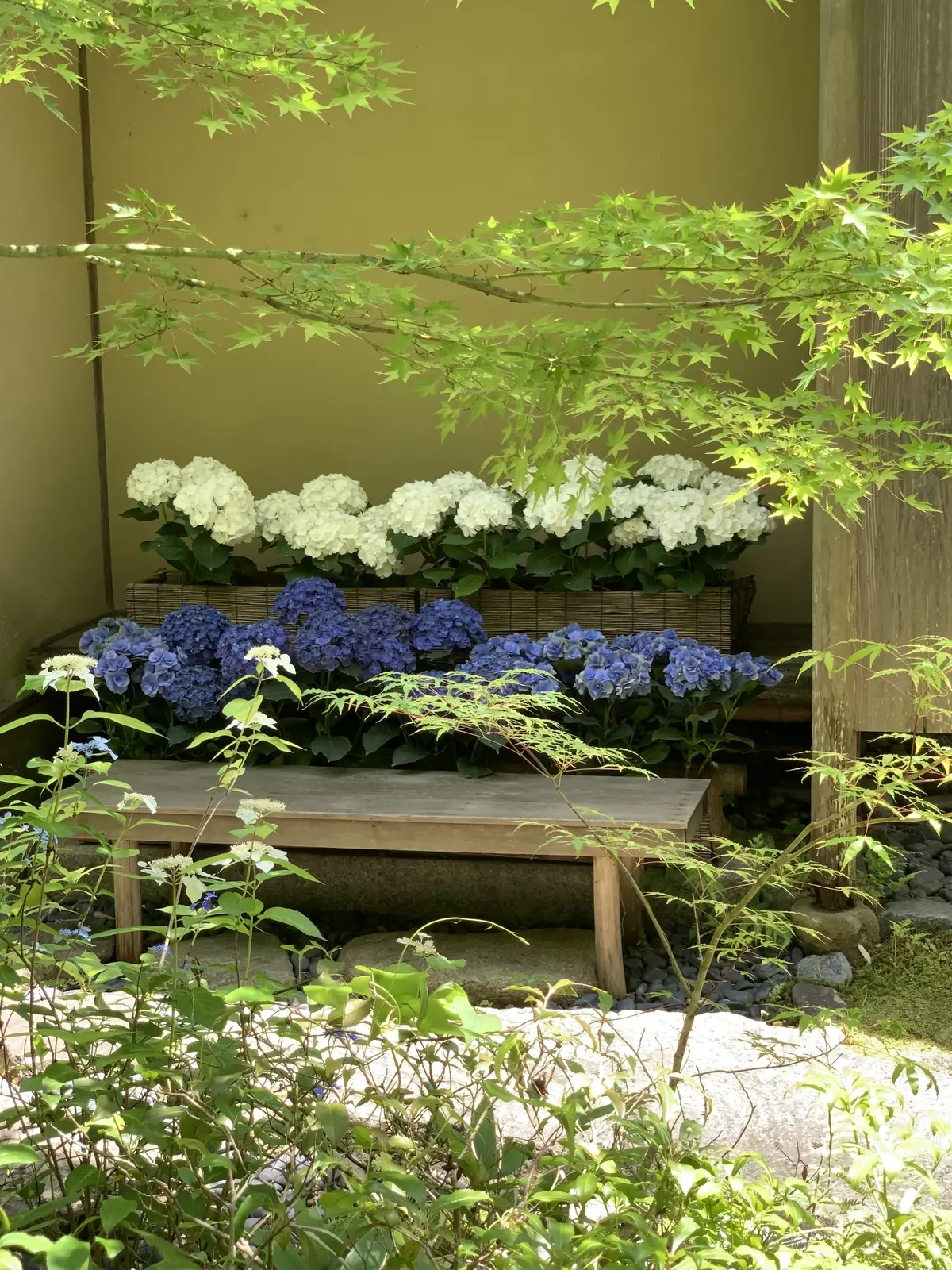 鎌倉紫陽花　あじさい　一条恵観山荘