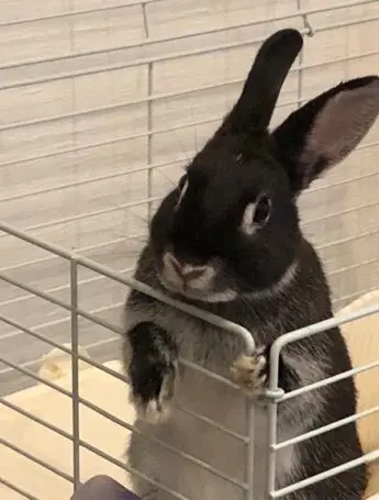 【幸先詣】来年は辰年。五龍神が祀られていの画像_10