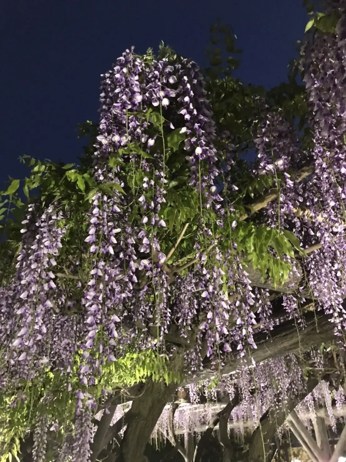 亀戸天神社　藤まつり