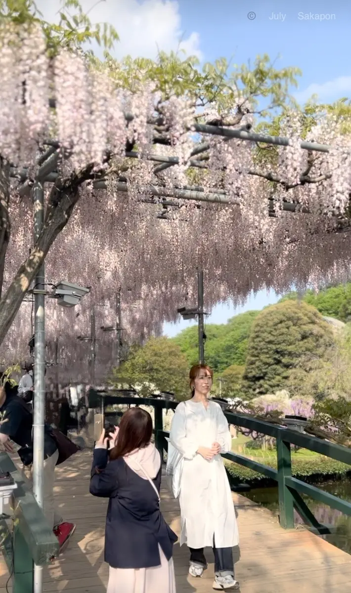 【あしかがフラワーパーク】奇蹟の大藤✨の画像_3