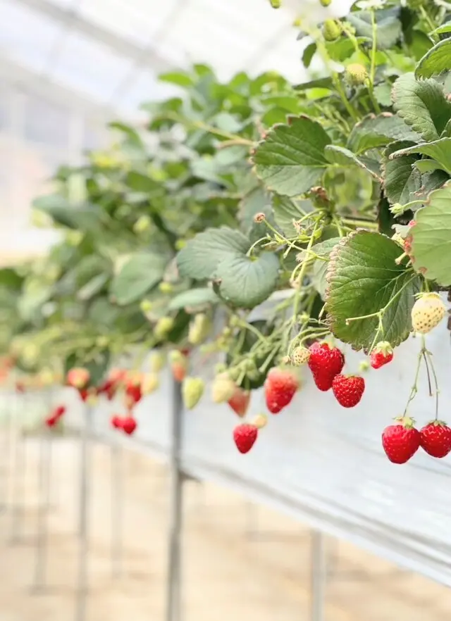 大人も嬉しい♪いちごがり＆ティータイムの画像_1