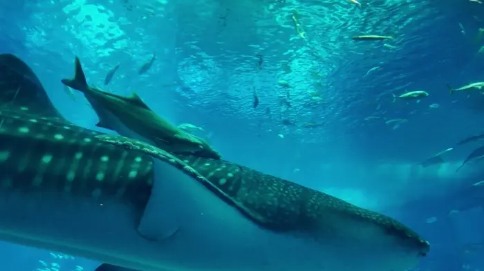 【沖縄】大人の修学旅行♡王道スポット＆沖の画像_18