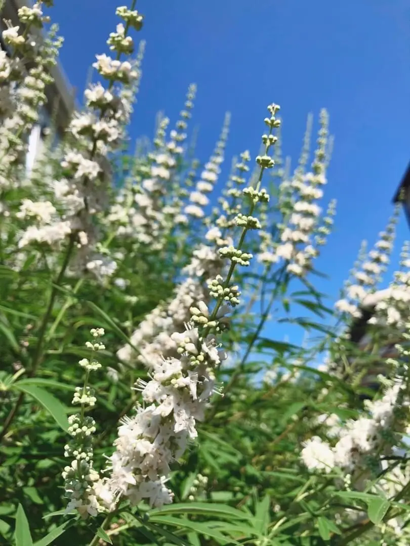 夏の庭。今年も咲き始めました！の画像_2